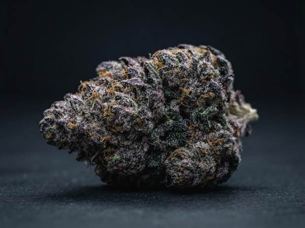 Macro photograph of a cannabis flower bud used as a HUNDO campaign concept image.